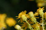 Small's ragwort